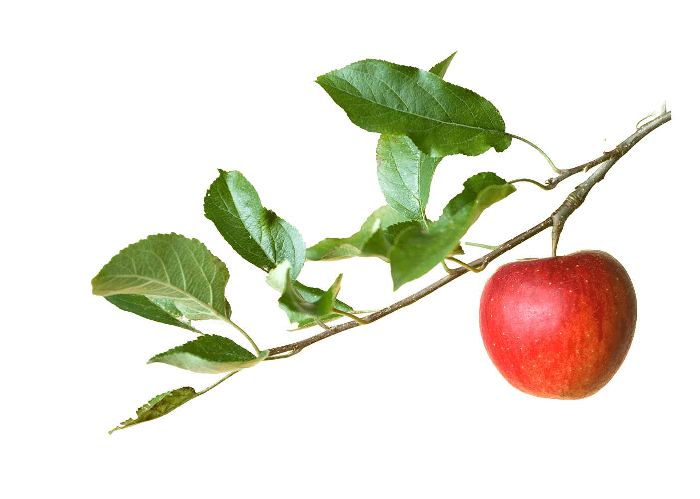 apple on a branch isolated on a white background