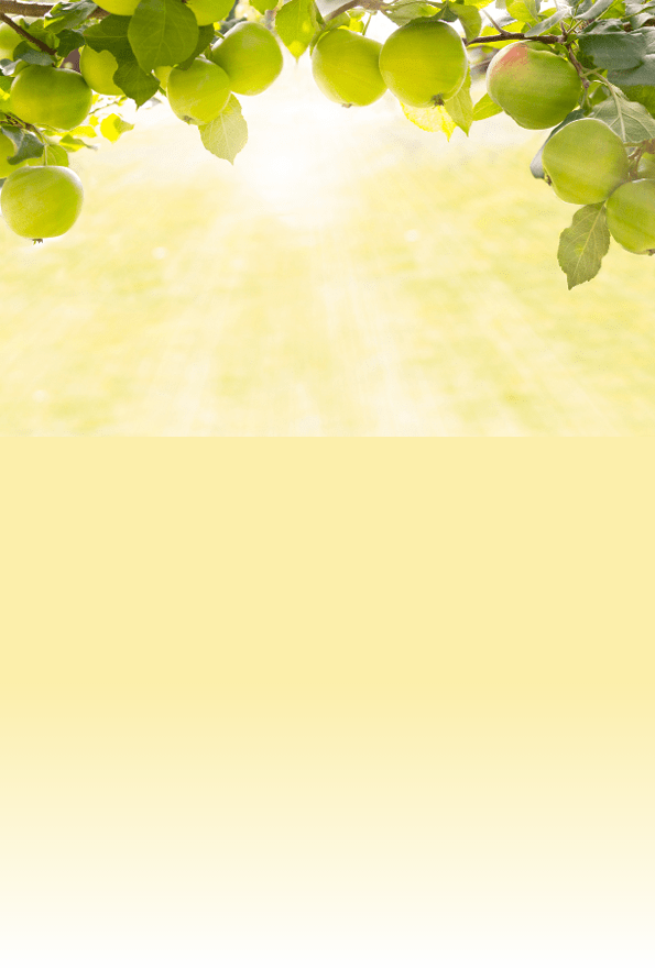 Frame of green apples on branch grown in organic light garden in morning sunlight outdoors, close-up, copy space