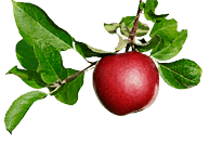 Brunch with red apples isolated on white surface 