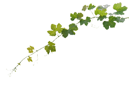 Grape leaves vine plant hanging branch grapevine with tendrils