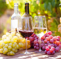 glasses of red and white wine and ripe grapes on table in vineyard at sun day